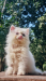 Persian Cat for Sale, Male, 2 Months Old, Purebred